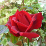 Duftende rote Rose
